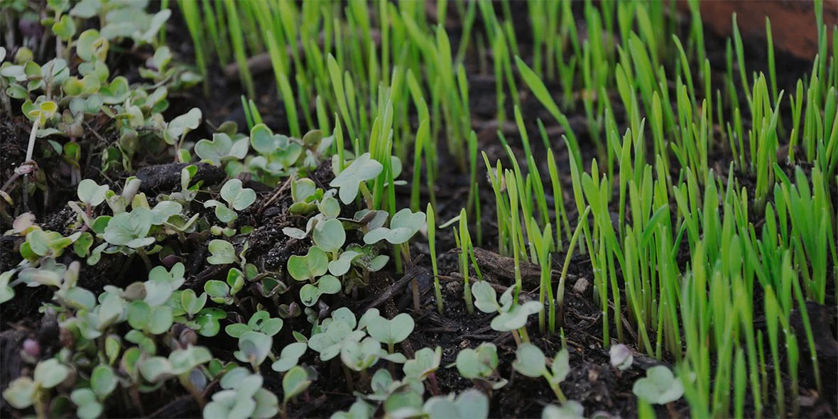 Cultivate Your Dream Garden